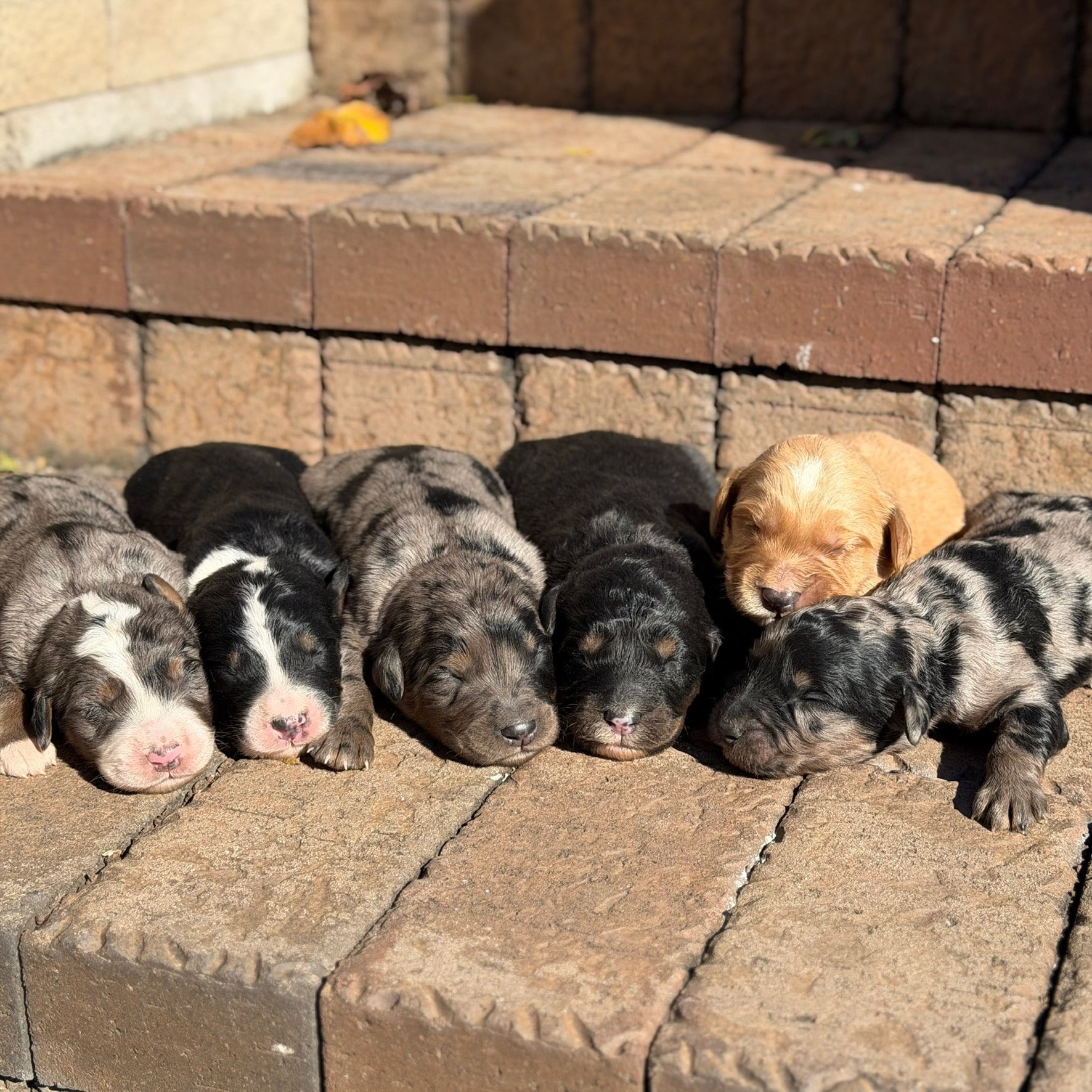merle, tri color and red bernedoodle puppies sleeping on a sunny porch snuggled together