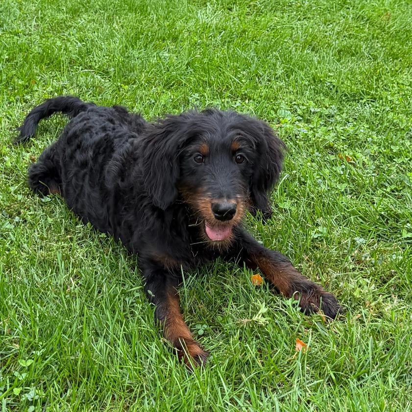 Golden Mountain Doodle puppy Theo relaxing in the grass, a family-raised doodle puppy for sale near Chicago and Indianapolis